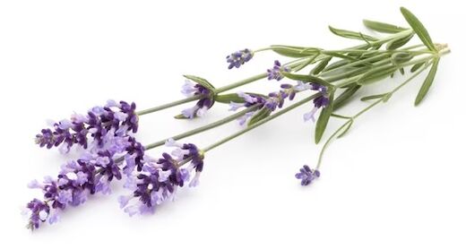 Fungent contém óleo de lavanda