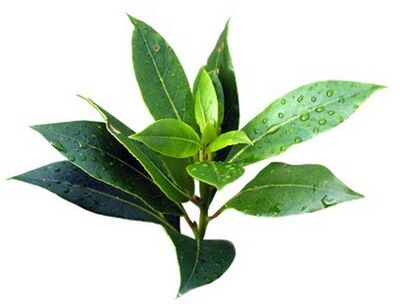 Fungent contém óleo de tea tree